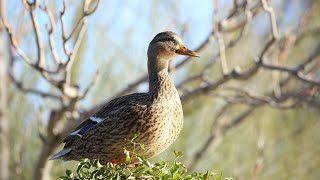 Learn from Educator Kristin About World Migratory Bird Day [upl. by Riabuz]