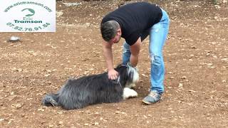 Pourquoi mon chien Bearded Collie est agressif avec mon chiot [upl. by Anne-Marie790]