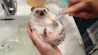 Adorable Pet Hedgehog Gets Given A Bath [upl. by Lesoj]