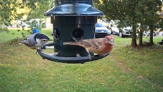 Backyard Birds on Squirrel Buster Plus 2 [upl. by Ronal]