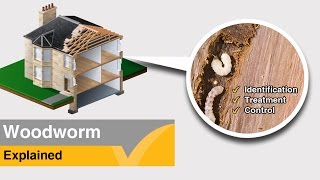 Woodworm Treatment Explained  Expert Help and Advice [upl. by Iyre]