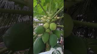 Papaya home garden  viral shorts [upl. by Eniloj]