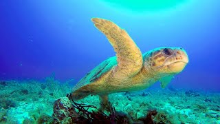 Why Florida Beaches Are Vital for Loggerhead Sea Turtles 4K [upl. by Siram153]