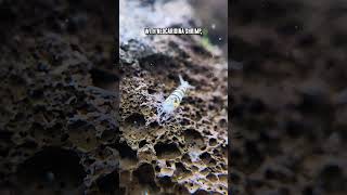 Babaulti Shrimp 🦐 Easy To Breed Caridina Shrimp shorts [upl. by Anyal891]