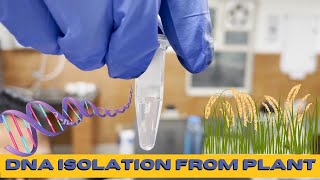 DNA isolation protocol from plants Rice [upl. by Helm166]