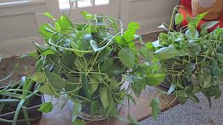 Python Pothos Variation on Vines [upl. by Nyrhtak]