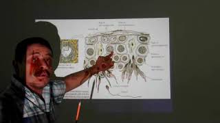 Barrera Hematotesticular Y Celulas De Leydig [upl. by Jonette]