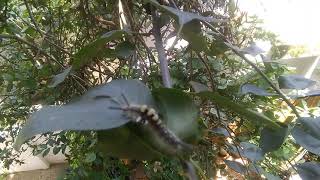 Rusty tussock moth caterpillar Orgyia antiqua [upl. by Lleksah]