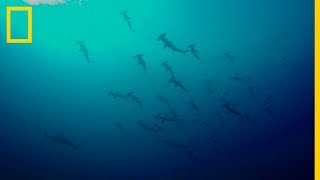 ¿Por qué los TIBURONES MARTILLO se mueven en GRUPO  National Geographic en Español [upl. by Earle894]