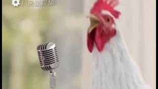 Le coq qui chante [upl. by Ayatnahs930]