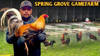 Dom Greys Sweater  SPRING GROVE FARM [upl. by Jehovah914]