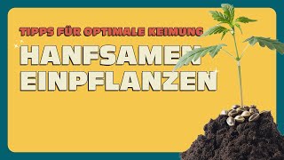 Hanfsamen einpflanzen 🌱 So gelingt der perfekte Start [upl. by Patricia]