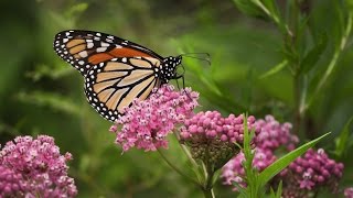 Milkweed For Monarchs [upl. by Aerdnwahs483]