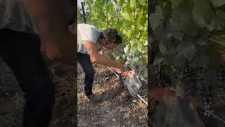 My First Wine Harvest  Week 1 [upl. by Niwled35]