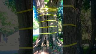 Massive Oak Tree hanging on by a thread after storm 😱 😬 [upl. by Deys]