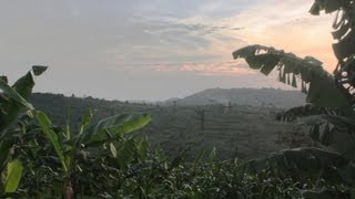 The Earth Hour Forest in Uganda [upl. by Akerdnahs]