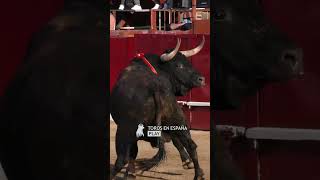 TOROS INCREÍBLES EN DAGANZO [upl. by Mackler]