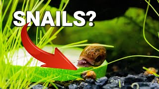 Why are SNAILS GOOD For Your AQUARIUM [upl. by Stenger]