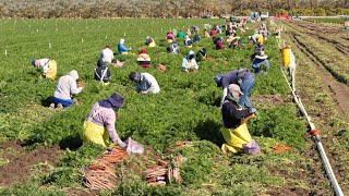 How American Farm Workers Harvest Millions Of Tons Of Vegetables  Farming Documentary [upl. by Oralee]