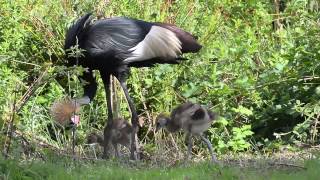 Rare African crane chicks hatch at Chester Zoo [upl. by Julienne]