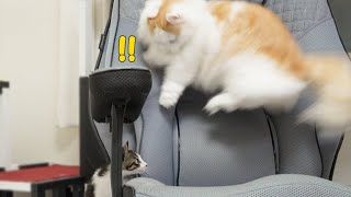 What Happens When the Rescued Kitten Surprises the Big Cat │ Episode50 [upl. by Yarled]