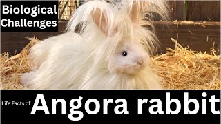 Angora rabbit [upl. by Erdnael708]