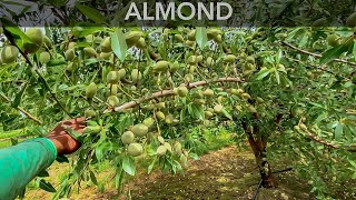 Ya conoces los árboles de Almendras Así es como luce con mucha fruta🤩😱 AMAZING ALMOND TREES [upl. by Ivatts]