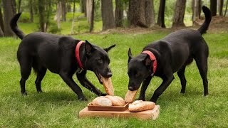 Paws of Theft Labradors Caught BreadHanded [upl. by Divadnhoj]