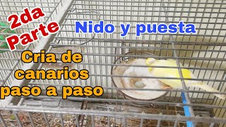 cria de canario paso a paso el nido y la puesta segunda parte [upl. by Nesilla]