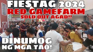 FIESTAG 2024  RED GAMEFARM grabe ang daming tao BALERIANS GAMEYARD [upl. by Neeron790]