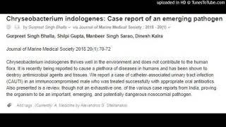 Chryseobacterium indologenesan emerging pathogen [upl. by Enirtak]