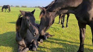 The sweetest young Friesian horse weve ever had [upl. by Halliday518]