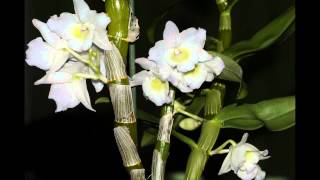 Lorchidée Dendrobium nobile Timelapse [upl. by Hapte]