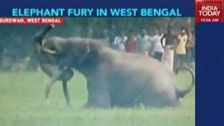 Aussie tourists encounter terrifying elephant stampede in Kruger National Park [upl. by Nireves355]