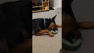 dog rottie rottweiler malinois gsd rescuedogs cutedogs cute funnydog [upl. by Shrier]