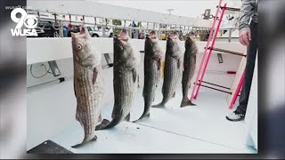 Maryland sets limits on rockfish bass fishing in the Chesapeake Bay [upl. by Pinkham]