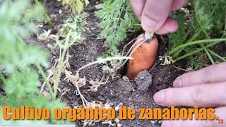 Cultivo zanahorias macetohuerto en casa [upl. by Koblas]