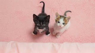 Every night Two Kittens Come and Say quotWe want to sleep togetherquot [upl. by Teerprug279]