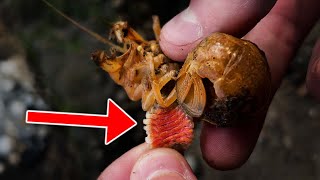 Removing BLOOD SUCKING PARASITES [upl. by Golliner]