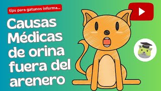 Gato orina fuera del arenero es un problema médico [upl. by Anma]