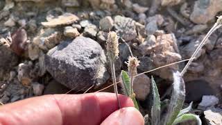 Plantago ovata desert plantain or desert Indian wheat or psyllium [upl. by Akired46]