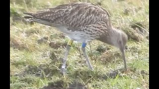 2024 0223 Curlew CCT at BT MOV [upl. by Lorrac]