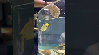 Feeding a Cowfish in New Caledonia shorts feed cowfish aquarium noumea [upl. by Aia]