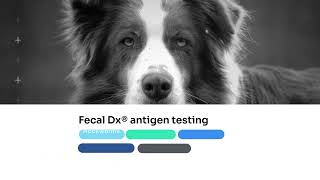 Fecal Dx® antigen testing [upl. by Jinny]