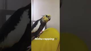 my cockatiel singing The Addams family theme song [upl. by Lleira161]