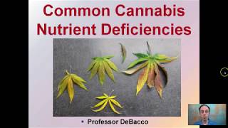 Common Cannabis Nutrient Deficiencies [upl. by Attennot]