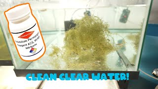 using Potassium permanganate to disinfect and clean aquarium water [upl. by Ceevah]