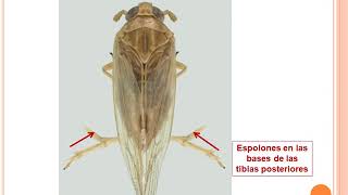 12 Hemiptera Familias [upl. by Adnerad]