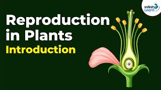 पार्ट्स ऑफ़ प्लांट्स  पौधों के भाग  Parts Of A Plants In Hindi  Dr Binocs Show  Plants Videos [upl. by Wanonah]