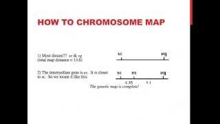 Linked genes and chromosome mapping [upl. by Eserehs]